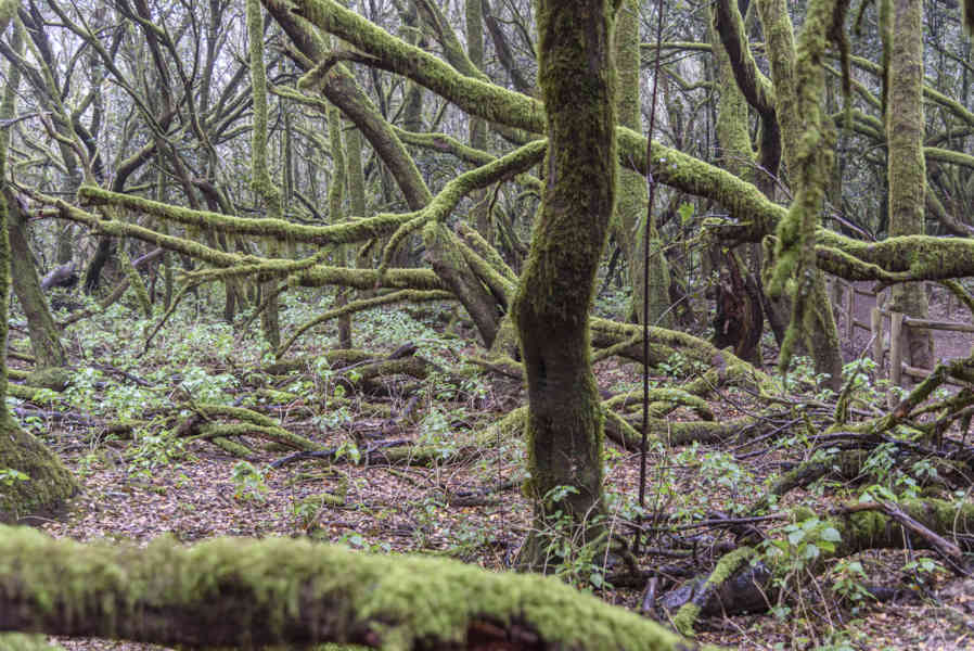 La Gomera 22 - parque nacional de Garajonay .jpg